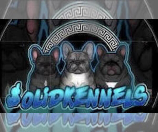 Medium Photo #1  Breeder Profile in WASHINGTON, DC, USA