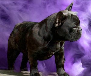 French Bulldog Dog Breeder near WYTHEVILLE, VA, USA