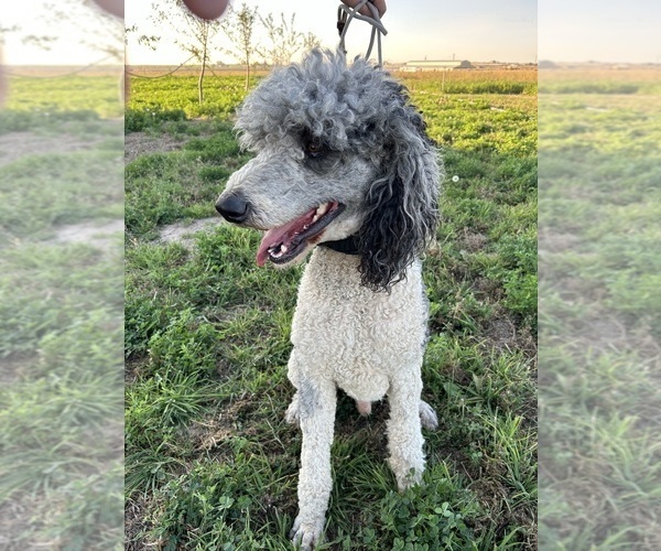 Medium Photo #1  Breeder Profile in CALDWELL, ID, USA