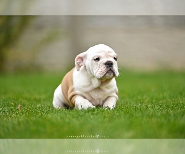 Medium Photo #5  Breeder Profile in Balakliya, Kharkiv, Ukraine