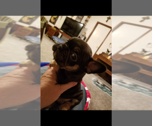 Main photo of French Bulldog Dog Breeder near BAR NUNN, WY, USA