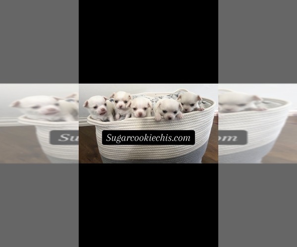 Medium Photo #2  Breeder Profile in ALLEN, TX, USA