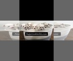 Small #1 Breeder Profile image
