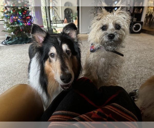 Medium Photo #45  Breeder Profile in FAIR OAKS, CA, USA