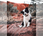 Small #19 Breeder Profile image