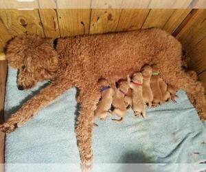Main photo of Goldendoodle Dog Breeder near COLUMBUS, GA, USA