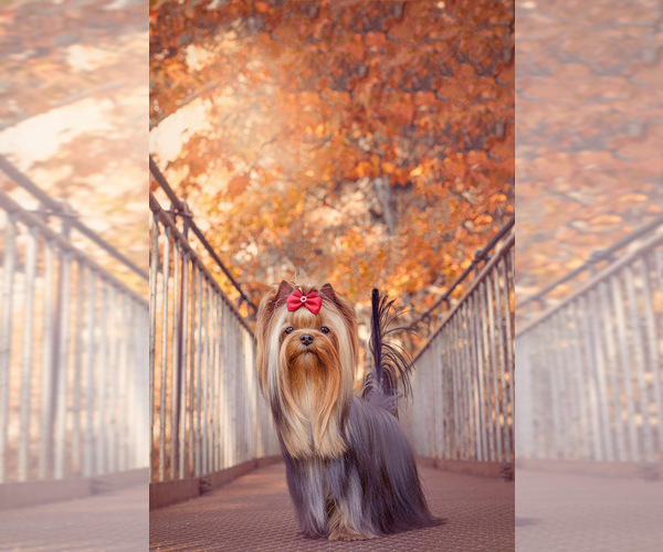 Medium Photo #1  Breeder Profile in SCHAUMBURG, IL, USA
