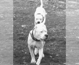 Dogo Argentino Dog Breeder near PUEBLO, CO, USA