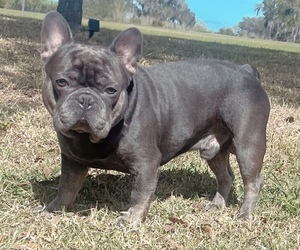 French Bulldog Dog Breeder near TAMPA, FL, USA