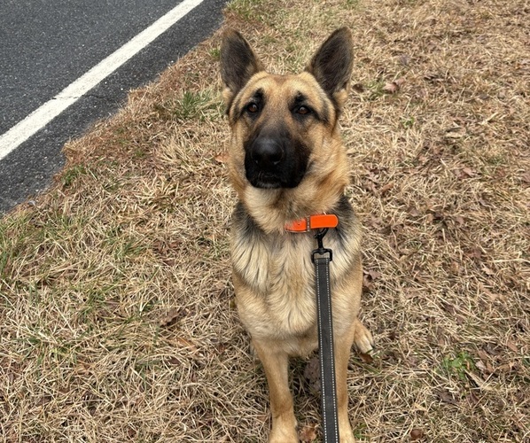 Medium Photo #5  Breeder Profile in SEAGROVE, NC, USA