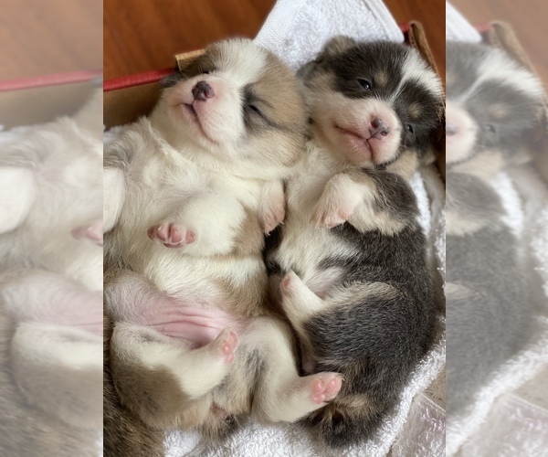 Medium Photo #9  Breeder Profile in WOODLAND, WA, USA