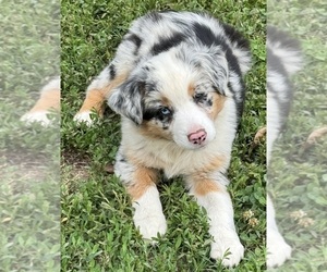 Aussiedoodle Dog Breeder near WHITAKERS, NC, USA