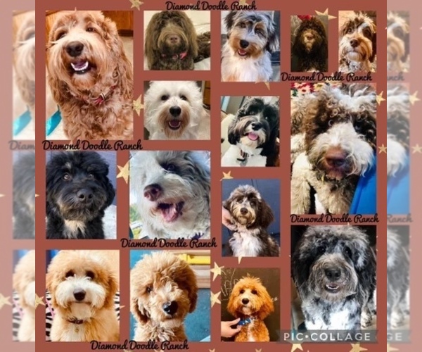 Medium Photo #1  Breeder Profile in MEDFORD, OR, USA