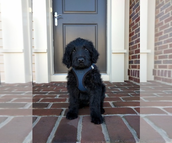 Medium Photo #2  Breeder Profile in BLUEMONT, VA, USA