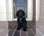 Small #1 Breeder Profile image