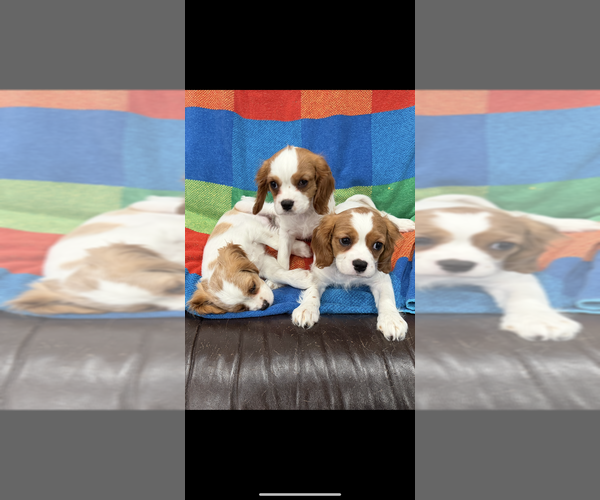 Medium Photo #9  Breeder Profile in BELLFLOWER, CA, USA