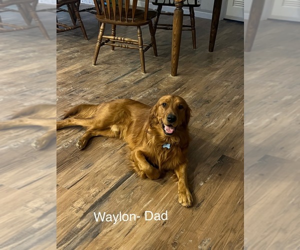 Medium Photo #10  Breeder Profile in SWEETWATER, TN, USA