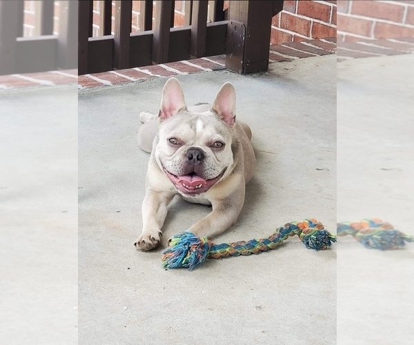 Medium Photo #1  Breeder Profile in MOBILE, AL, USA