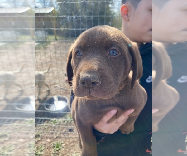 Medium Photo #1  Breeder Profile in CHARLOTTE, NC, USA