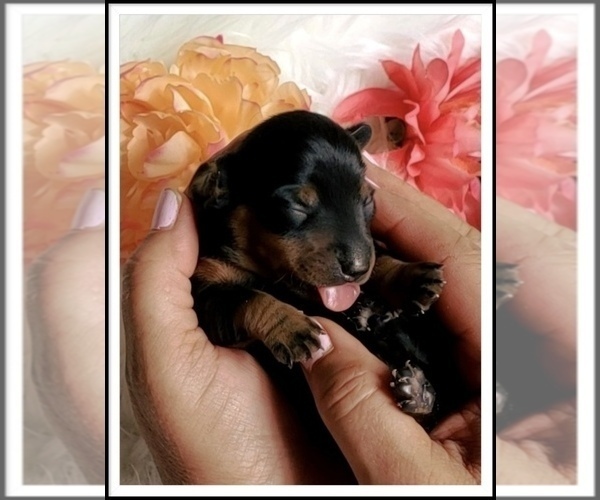 Medium Photo #1  Breeder Profile in LEXINGTON, TX, USA