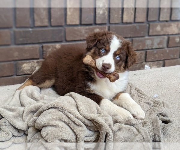 Medium Photo #1  Breeder Profile in MARYVILLE, TN, USA