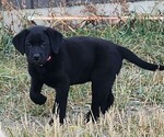 Small #4 Breeder Profile image