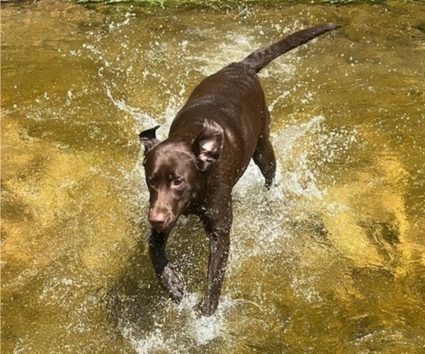 Medium Photo #20  Breeder Profile in ELIZABETH, WV, USA
