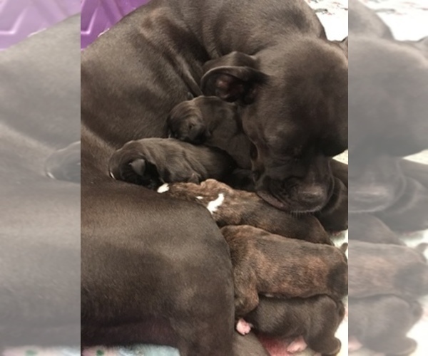 Medium Photo #1  Breeder Profile in ELKHART, IN, USA
