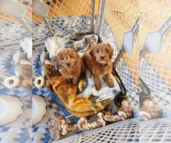 Medium Photo #17  Breeder Profile in GRAND RAPIDS, MI, USA