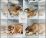 Small #3 Breeder Profile image