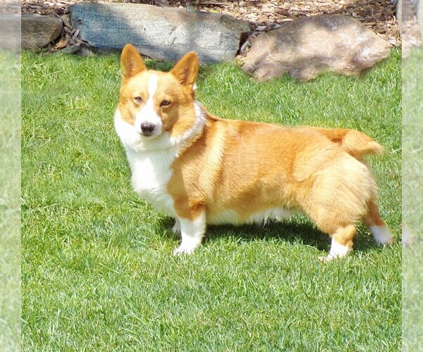 Medium Photo #7  Breeder Profile in COATESVILLE, PA, USA