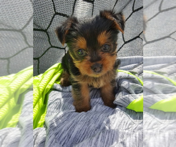 Medium Photo #1  Breeder Profile in KATY, TX, USA