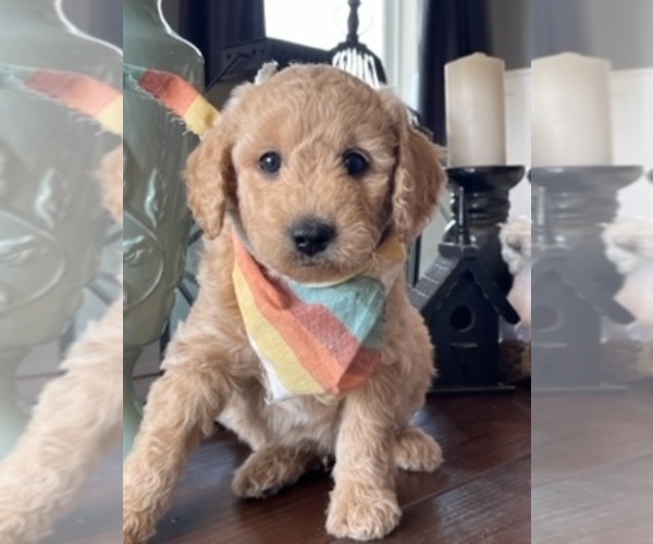 Medium Photo #7  Breeder Profile in AURORA, IL, USA