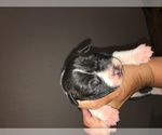 Small breeder photo