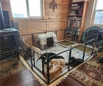 Small #26 Breeder Profile image