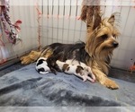 Small breeder photo