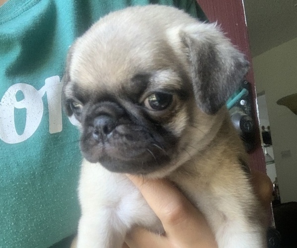 Medium Photo #1  Breeder Profile in SAN JOSE, CA, USA