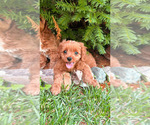 Small #3 Breeder Profile image