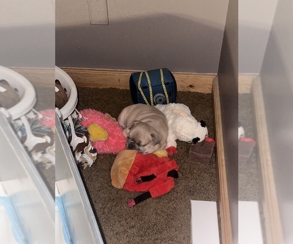 Medium Photo #22  Breeder Profile in BIG RAPIDS, MI, USA