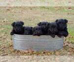 Small #1 Breeder Profile image