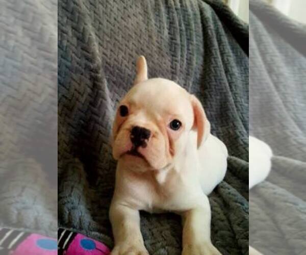 Medium Photo #1  Breeder Profile in MIAMI, FL, USA