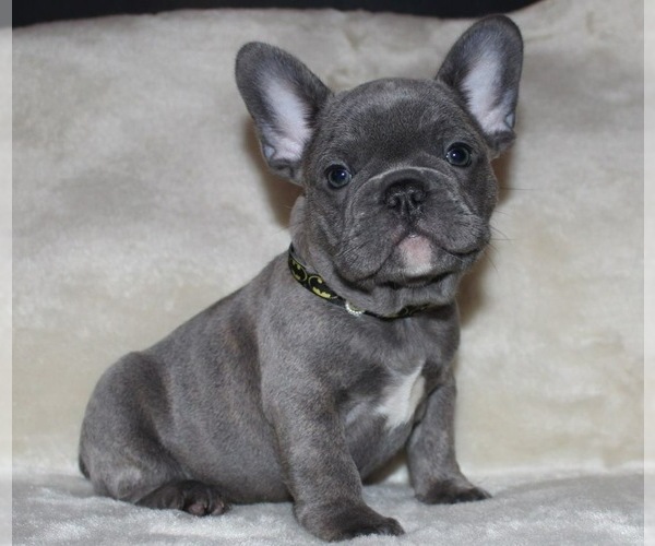 Medium Photo #4  Breeder Profile in PLEASANTVILLE, NY, USA