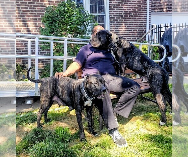 Medium Photo #12  Breeder Profile in PHILADELPHIA, PA, USA