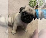 Small #39 Breeder Profile image