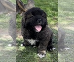 Small #8 Breeder Profile image