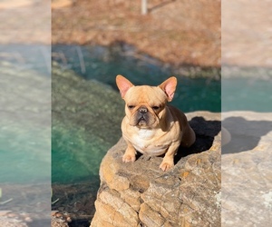 Main photo of French Bulldog Dog Breeder near HOUSTON, TX, USA