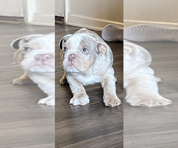 Medium Photo #1  Breeder Profile in ONTARIO, CA, USA