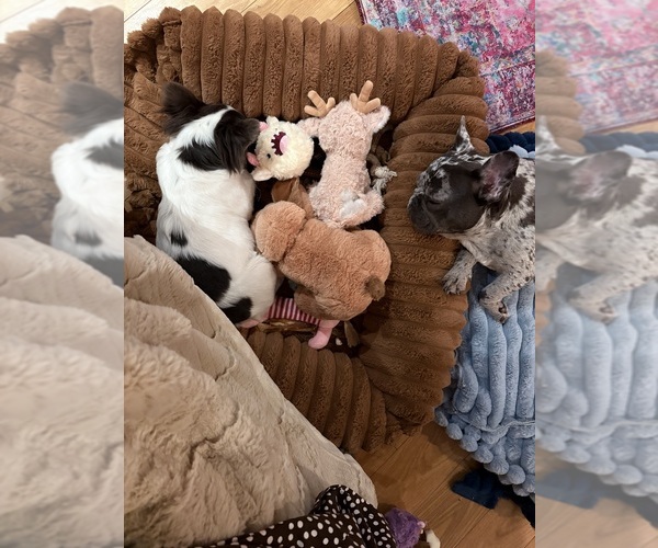 Medium Photo #3  Breeder Profile in NARRAGANSETT, RI, USA