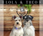 Small #22 Breeder Profile image
