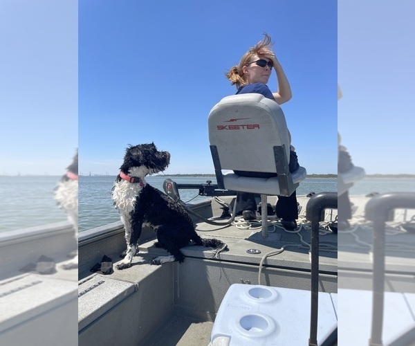 Medium Photo #40  Breeder Profile in BAYTOWN, TX, USA